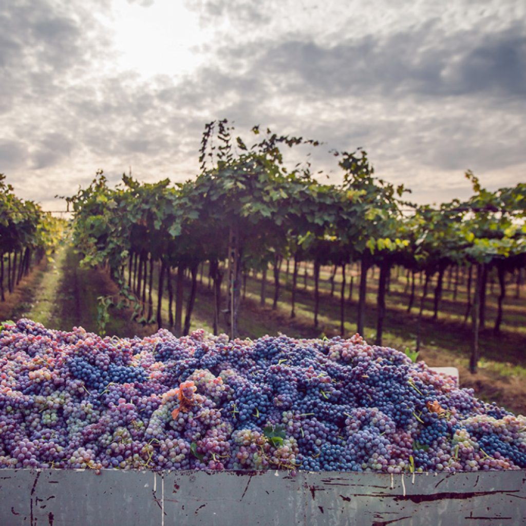 Discover Napa Valley - Magellan Luxury Hotels