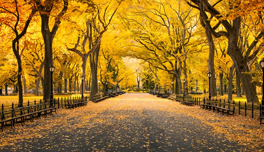 Fall for New York in Autumn 2024